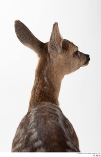 Deer doe head neck 0001.jpg